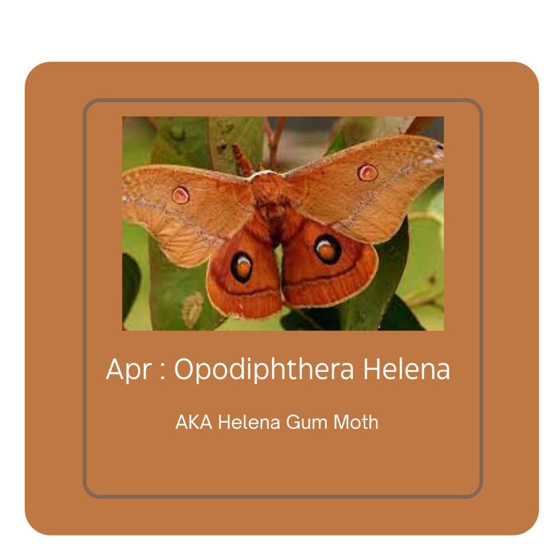 Call of the Wild - Moths of colour - month by month