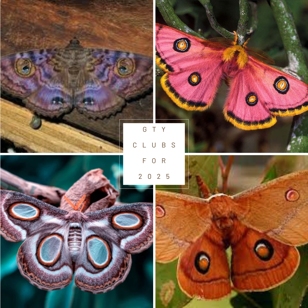 Call of the Wild - Moths of colour - month by month